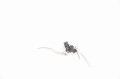 4237704d408c612ae66a47a7afe86d7b